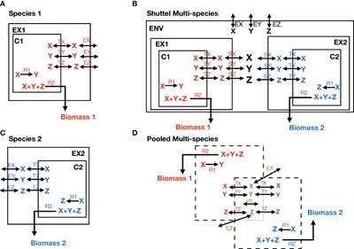 Towards the human nasal microbiome: Simulating D. pigrum and S. aureus